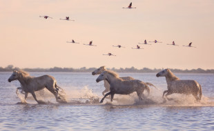 La Camargue, 2025